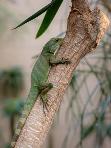 Preview wallpaper lizard, reptile, green, branch