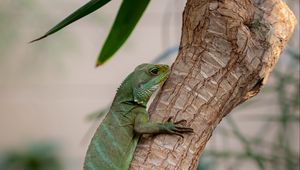 Preview wallpaper lizard, reptile, green, branch