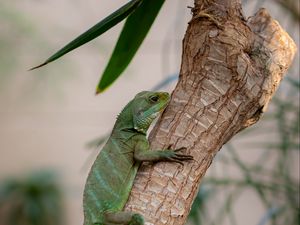 Preview wallpaper lizard, reptile, green, branch