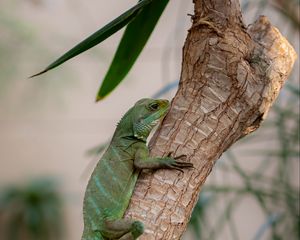 Preview wallpaper lizard, reptile, green, branch