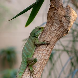 Preview wallpaper lizard, reptile, green, branch