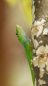 Preview wallpaper lizard, reptile, green, tree, close up