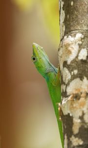 Preview wallpaper lizard, reptile, green, tree, close up