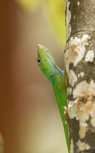 Preview wallpaper lizard, reptile, green, tree, close up