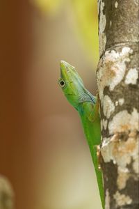 Preview wallpaper lizard, reptile, green, tree, close up