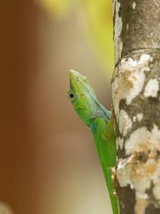 Preview wallpaper lizard, reptile, green, tree, close up