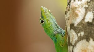 Preview wallpaper lizard, reptile, green, tree, close up