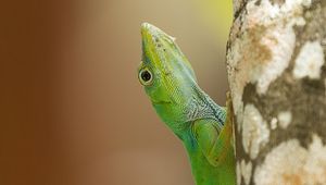 Preview wallpaper lizard, reptile, green, tree, close up