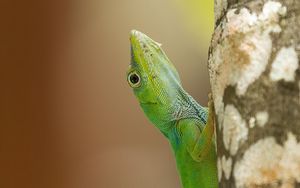 Preview wallpaper lizard, reptile, green, tree, close up