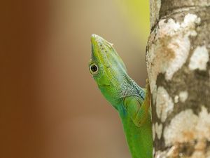 Preview wallpaper lizard, reptile, green, tree, close up