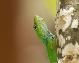 Preview wallpaper lizard, reptile, green, tree, close up