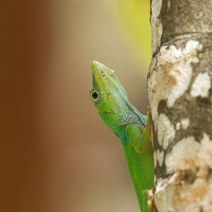 Preview wallpaper lizard, reptile, green, tree, close up