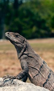 Preview wallpaper lizard, reptile, head, eyes, scales