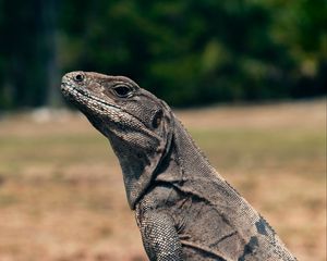 Preview wallpaper lizard, reptile, head, eyes, scales