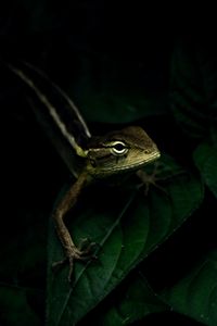 Preview wallpaper lizard, reptile, leaves