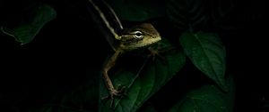 Preview wallpaper lizard, reptile, leaves