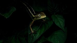 Preview wallpaper lizard, reptile, leaves