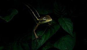 Preview wallpaper lizard, reptile, leaves