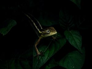 Preview wallpaper lizard, reptile, leaves