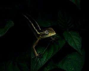 Preview wallpaper lizard, reptile, leaves