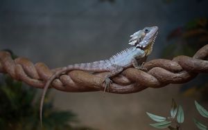 Preview wallpaper lizard, reptile, leaves, macro