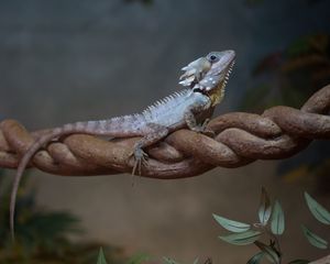 Preview wallpaper lizard, reptile, leaves, macro