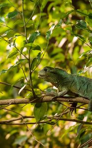 Preview wallpaper lizard, reptile, leaves, branches, green