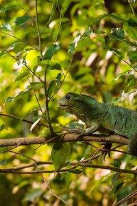 Preview wallpaper lizard, reptile, leaves, branches, green