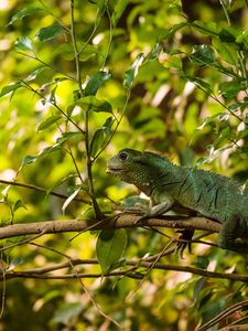 Preview wallpaper lizard, reptile, leaves, branches, green