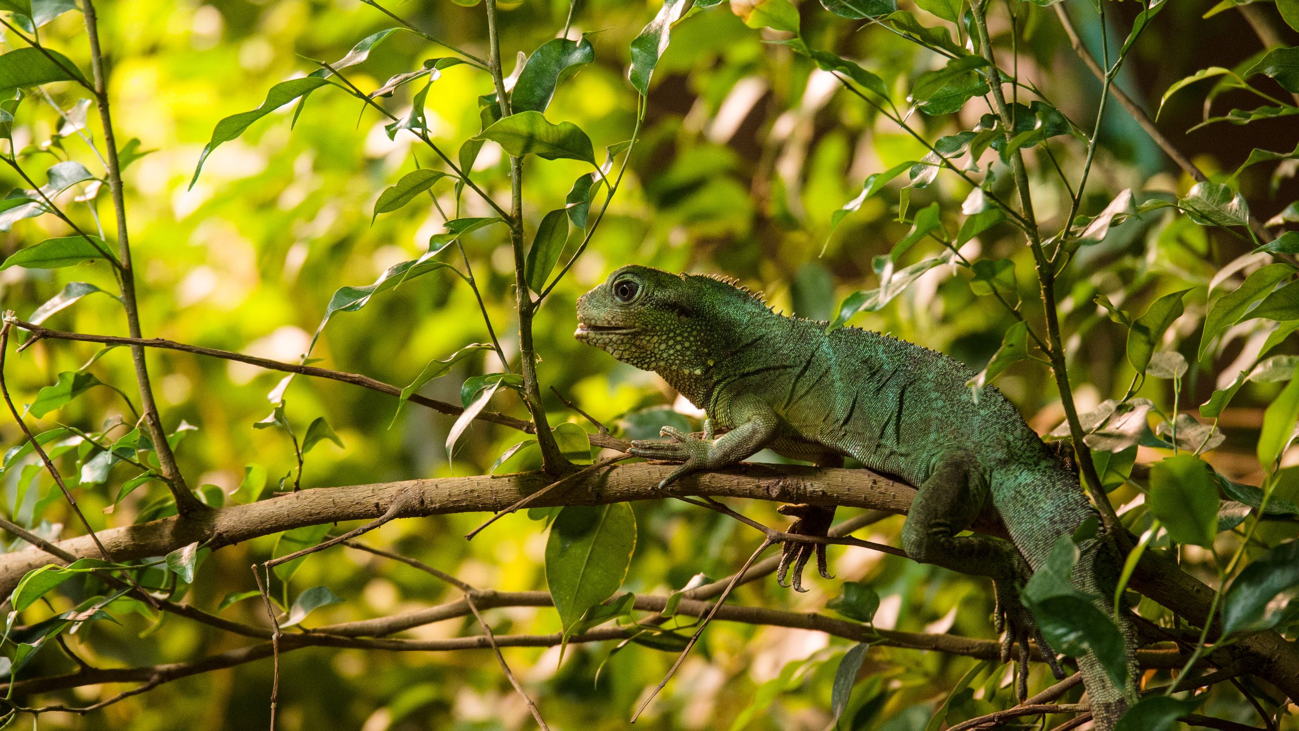 Download Wallpaper 2560x1440 Lizard Reptile Leaves Branches Green