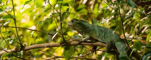 Preview wallpaper lizard, reptile, leaves, branches, green