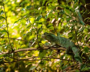 Preview wallpaper lizard, reptile, leaves, branches, green