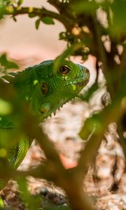 Preview wallpaper lizard, reptile, leaves, green