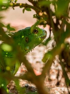 Preview wallpaper lizard, reptile, leaves, green