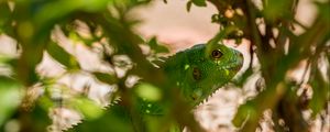 Preview wallpaper lizard, reptile, leaves, green