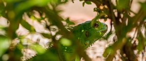 Preview wallpaper lizard, reptile, leaves, green