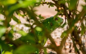 Preview wallpaper lizard, reptile, leaves, green