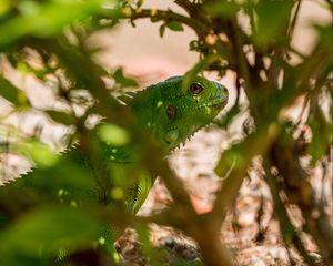 Preview wallpaper lizard, reptile, leaves, green