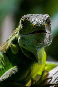 Preview wallpaper lizard, reptile, muzzle, scales