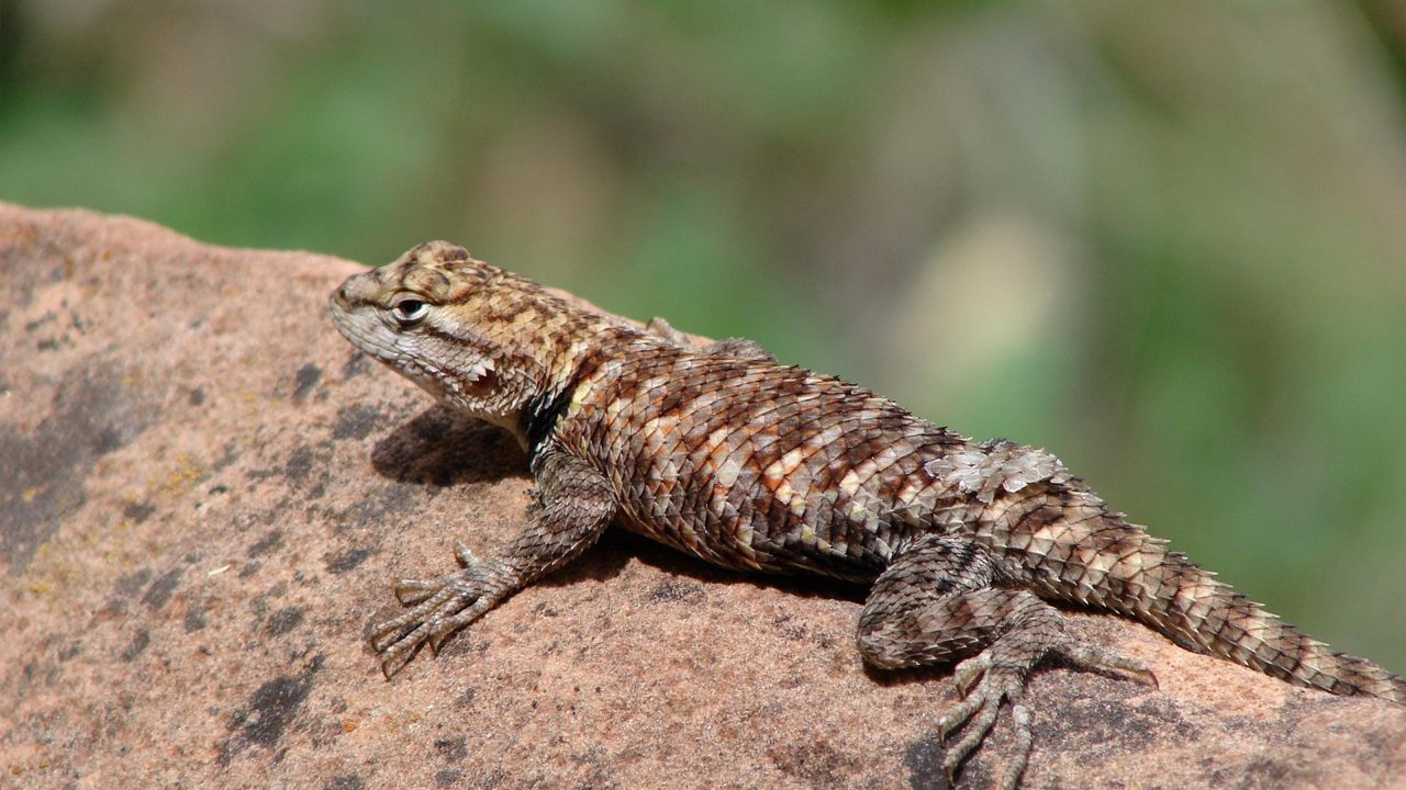 Wallpaper lizard, reptile, rock