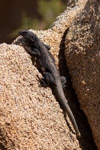 Preview wallpaper lizard, reptile, rocks, wildlife