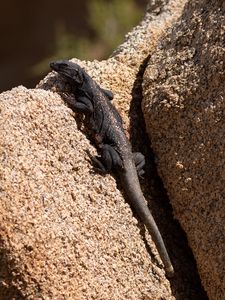 Preview wallpaper lizard, reptile, rocks, wildlife