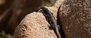 Preview wallpaper lizard, reptile, rocks, wildlife
