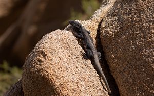 Preview wallpaper lizard, reptile, rocks, wildlife