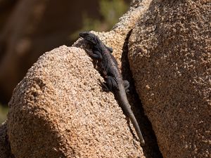 Preview wallpaper lizard, reptile, rocks, wildlife
