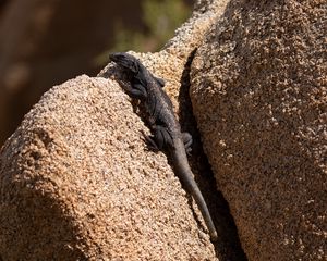 Preview wallpaper lizard, reptile, rocks, wildlife