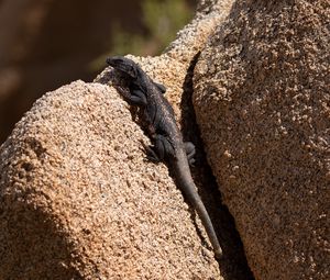 Preview wallpaper lizard, reptile, rocks, wildlife