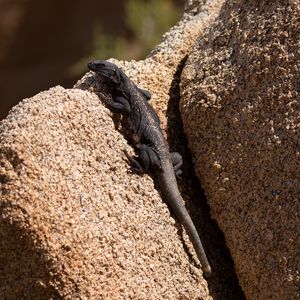 Preview wallpaper lizard, reptile, rocks, wildlife