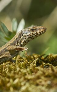 Preview wallpaper lizard, reptile, scales
