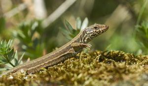 Preview wallpaper lizard, reptile, scales
